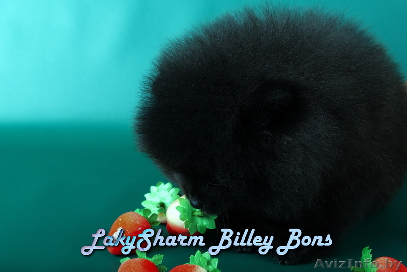 КРАСАВЕЦ - МАЛЬЧИК Лаки Шарм Билли Бонс (померанский карликовый шпиц) - Изображение #5, Объявление #1496006