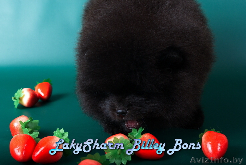 КРАСАВЕЦ - МАЛЬЧИК Лаки Шарм Билли Бонс (померанский карликовый шпиц) - Изображение #8, Объявление #1496006