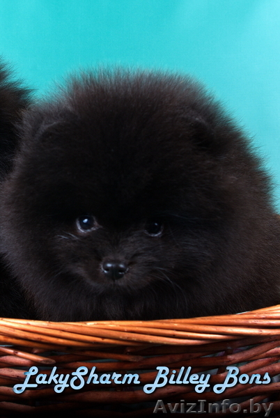 КРАСАВЕЦ - МАЛЬЧИК Лаки Шарм Билли Бонс (померанский карликовый шпиц) - Изображение #3, Объявление #1496006