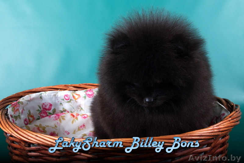 КРАСАВЕЦ - МАЛЬЧИК Лаки Шарм Билли Бонс (померанский карликовый шпиц) - Изображение #7, Объявление #1496006