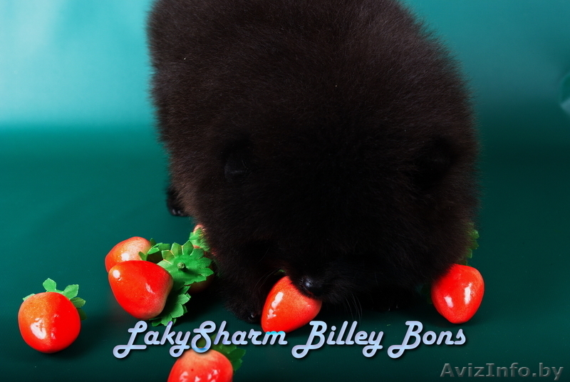 КРАСАВЕЦ - МАЛЬЧИК Лаки Шарм Билли Бонс (померанский карликовый шпиц) - Изображение #6, Объявление #1496006