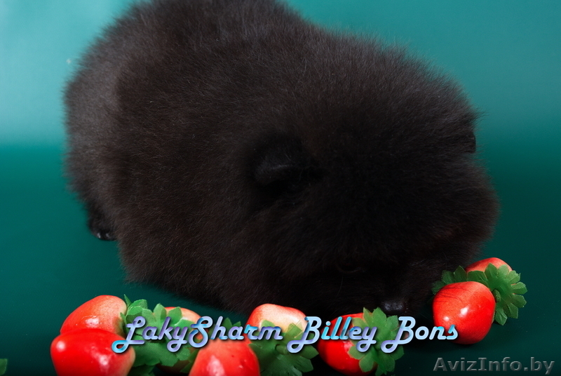 КРАСАВЕЦ - МАЛЬЧИК Лаки Шарм Билли Бонс (померанский карликовый шпиц) - Изображение #9, Объявление #1496006