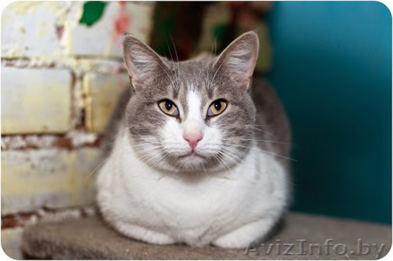 Ия - скромная кошечка в дар! - Изображение #4, Объявление #1496987