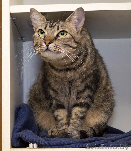 Марта - кошка с уникальными глазами в дар! - Изображение #1, Объявление #1498469