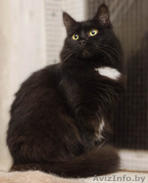Виски - шикарная черная пушистая кошка в дар! - Изображение #4, Объявление #1496064