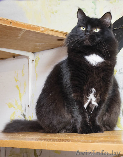 Виски - шикарная черная пушистая кошка в дар! - Изображение #3, Объявление #1496064