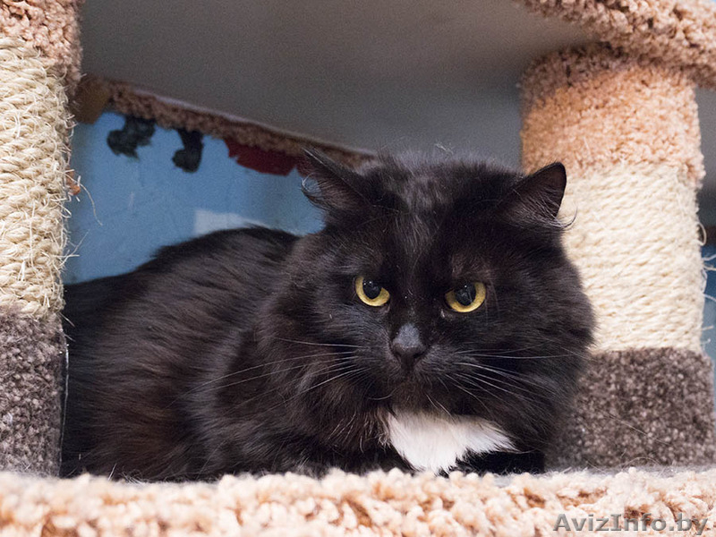 Софья - скромная пушистая кошка в дар - Изображение #3, Объявление #1501049