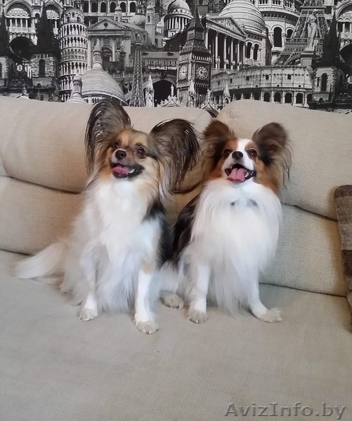 Щенки папильена - Изображение #7, Объявление #1500949