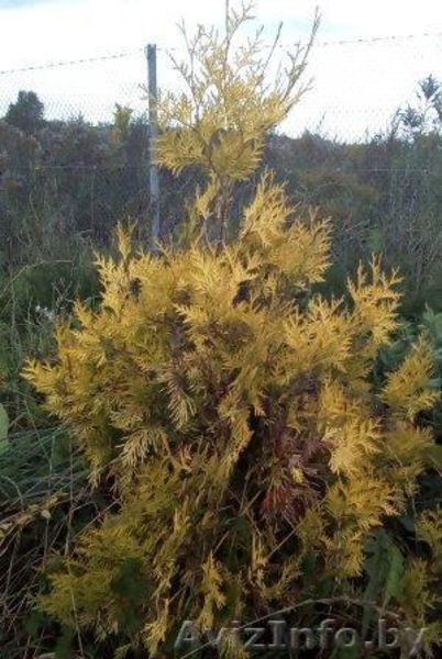 Саженцы (посадочный материал) декоративных растений в г. Минске - Изображение #3, Объявление #1493936