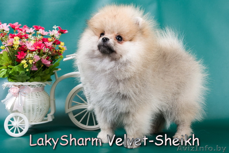 Лаки Шарм Вельвет-Шейх (померанский карликовый шпиц) - Изображение #1, Объявление #1496065