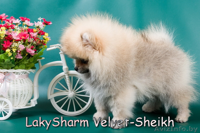 Лаки Шарм Вельвет-Шейх (померанский карликовый шпиц) - Изображение #2, Объявление #1496065