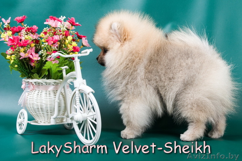 Лаки Шарм Вельвет-Шейх (померанский карликовый шпиц) - Изображение #3, Объявление #1496065