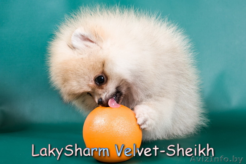 Лаки Шарм Вельвет-Шейх (померанский карликовый шпиц) - Изображение #5, Объявление #1496065