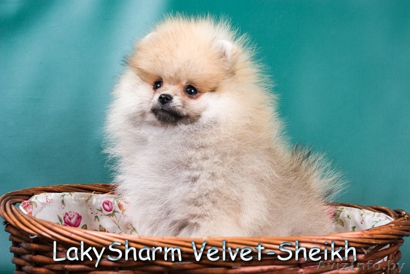 Лаки Шарм Вельвет-Шейх (померанский карликовый шпиц) - Изображение #8, Объявление #1496065