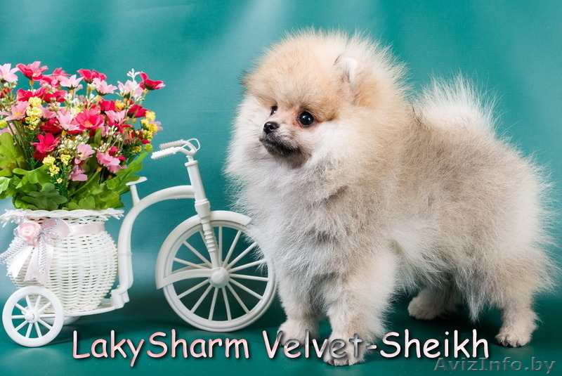 Породный мальчик померанского шпица от Лаки Шарм - Изображение #1, Объявление #1496066