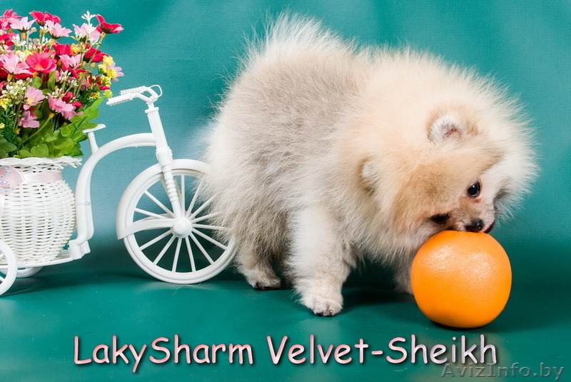 Породный мальчик померанского шпица от Лаки Шарм - Изображение #2, Объявление #1496066