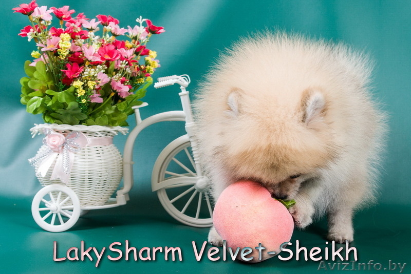 Породный мальчик померанского шпица от Лаки Шарм - Изображение #3, Объявление #1496066