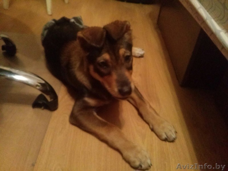 Маленькая Ладушка ищет дом - Изображение #3, Объявление #1493898