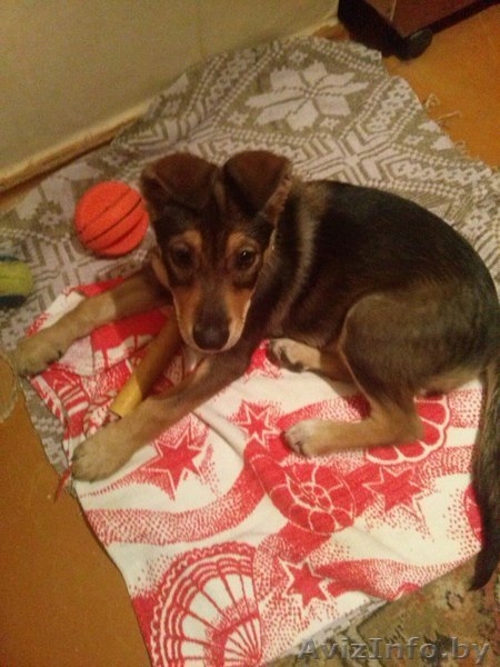 Маленькая Ладушка ищет дом - Изображение #4, Объявление #1493898