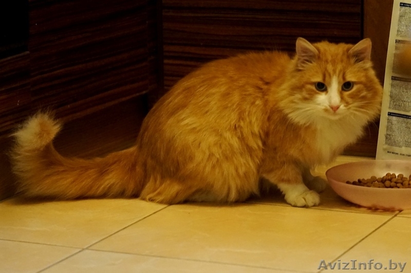 Рыжий кот Вася ищет дом - Изображение #4, Объявление #1512111