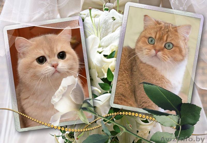 Британская золотая шиншилла - Изображение #5, Объявление #1509857