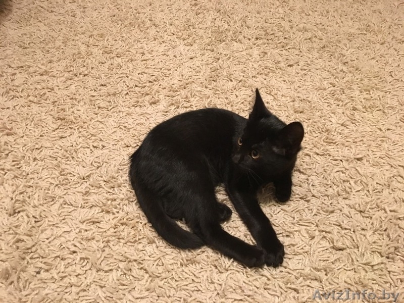 Замечательный котенок. Тепло и радость в Ваш дом. - Изображение #3, Объявление #1506621