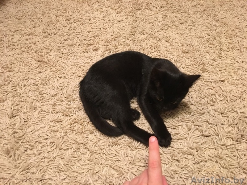 Замечательный котенок. Тепло и радость в Ваш дом. - Изображение #4, Объявление #1506621