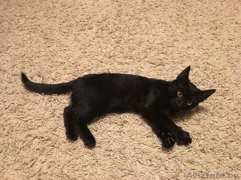 Замечательный котенок. Тепло и радость в Ваш дом. - Изображение #5, Объявление #1506621