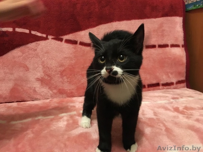 Скай - милый котёнок в добрые руки - Изображение #3, Объявление #1508621