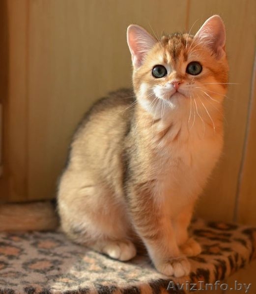 Британская золотая шиншилла - Изображение #4, Объявление #1509857