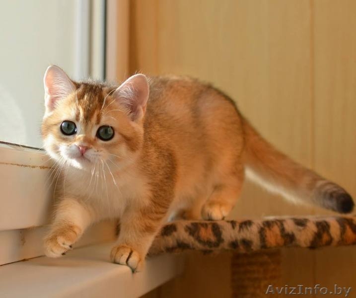 Британская золотая шиншилла - Изображение #3, Объявление #1509857