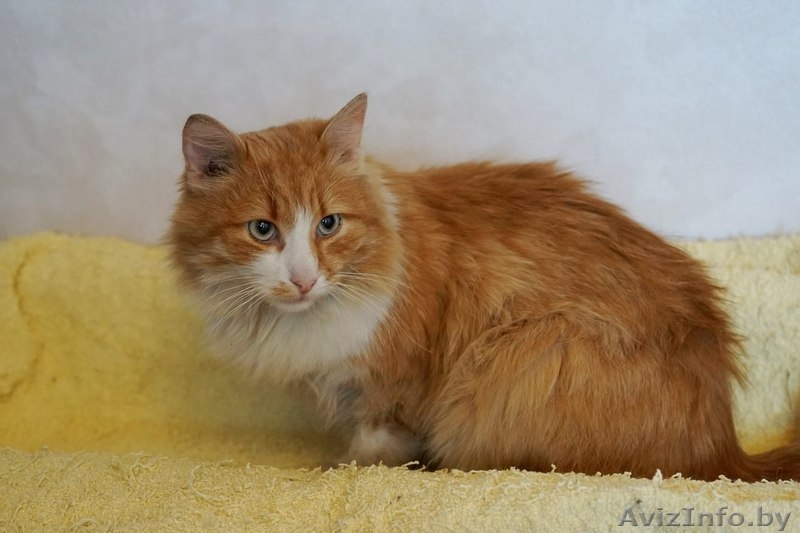 Рыжий кот Вася ищет дом - Изображение #3, Объявление #1512111