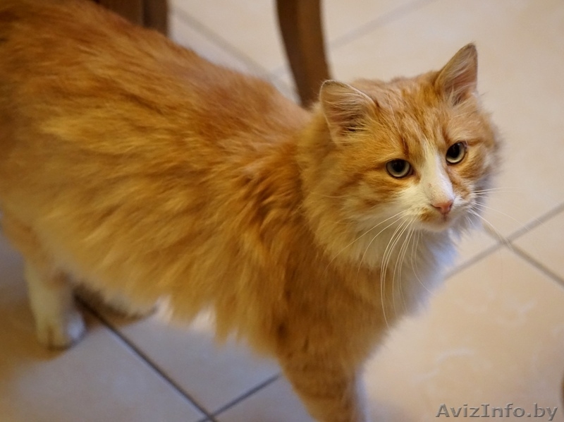Рыжий кот Вася ищет дом - Изображение #5, Объявление #1512111