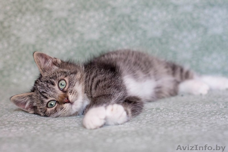 Позитивный пушистик Кузя, около 2х месяцев, в дар! - Изображение #4, Объявление #1508006