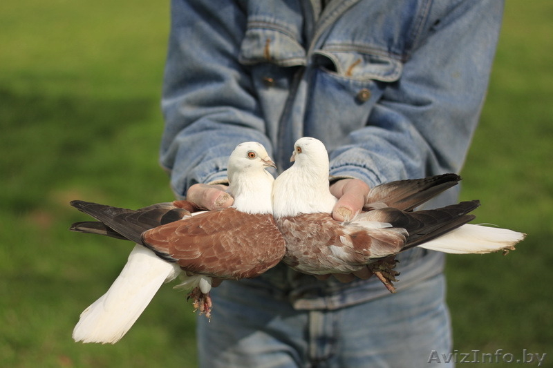 Голуби на свадьбу пара голубей пара белых голубей белые голуби свадьба - Изображение #4, Объявление #1505375