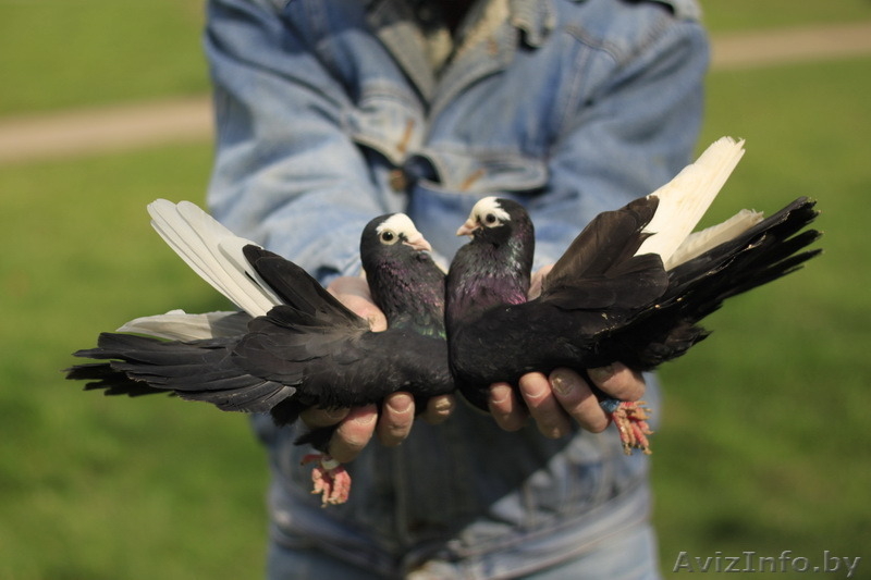Голуби домашние породистые разные (в Минске).Шарыпенко Виктор Минские берёзовые - Изображение #8, Объявление #1505377