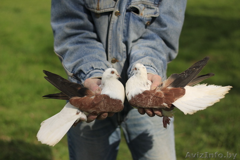Голуби домашние породистые разные (в Минске).Шарыпенко Виктор Минские берёзовые - Изображение #7, Объявление #1505377
