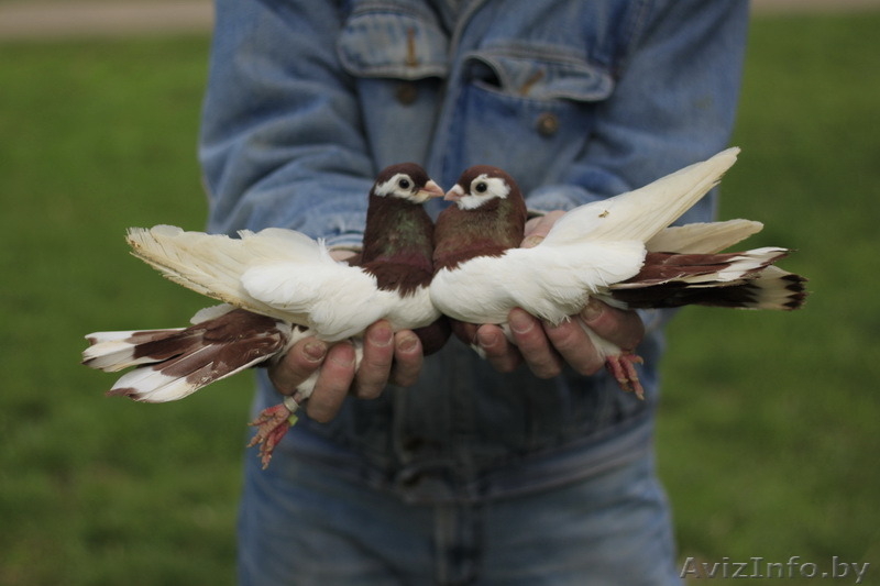 Голуби на свадьбу пара голубей пара белых голубей белые голуби свадьба - Изображение #6, Объявление #1505375