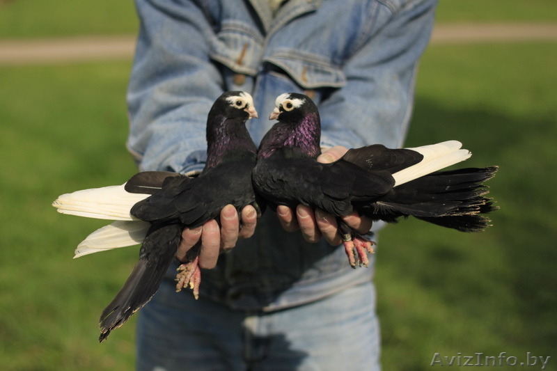 Голуби на свадьбу пара голубей пара белых голубей белые голуби свадьба - Изображение #5, Объявление #1505375