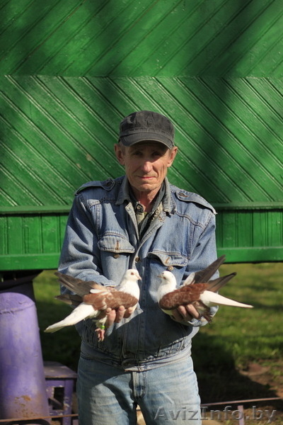 Голуби домашние породистые разные (в Минске).Шарыпенко Виктор Минские берёзовые - Изображение #9, Объявление #1505377