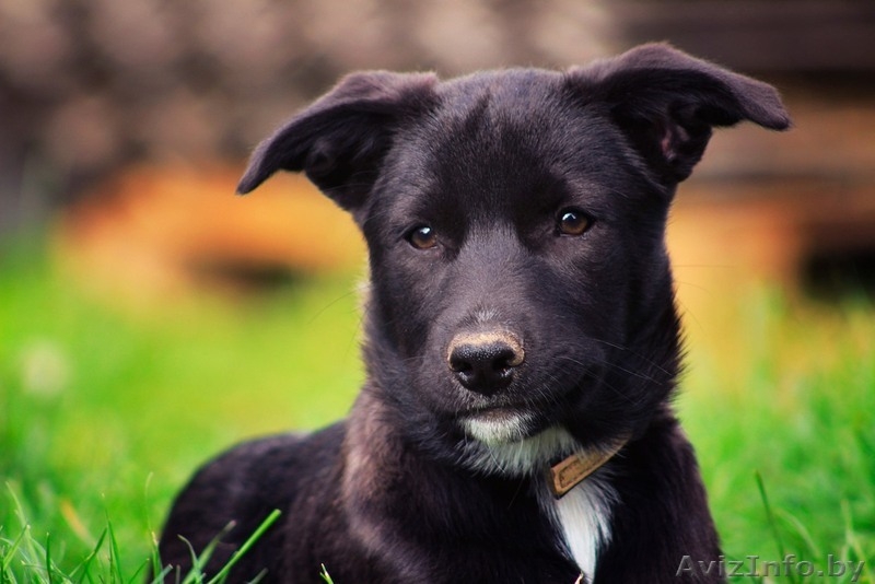 Забавная Мерседес в любящие руки - Изображение #4, Объявление #1505214