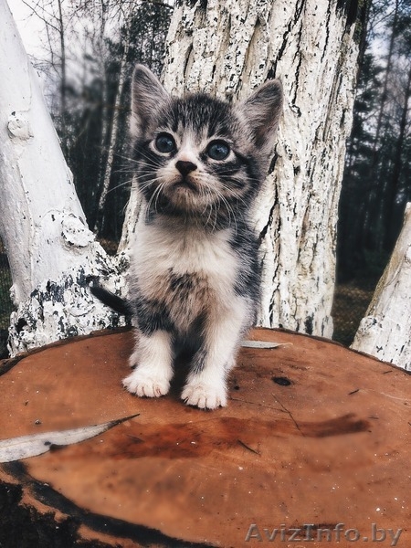 Отдадим котят в дар - Изображение #3, Объявление #1507183