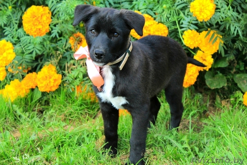 Забавная Мерседес в любящие руки - Изображение #5, Объявление #1505214