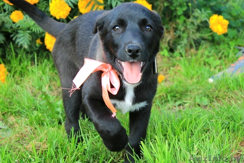 Забавная Мерседес в любящие руки - Изображение #6, Объявление #1505214