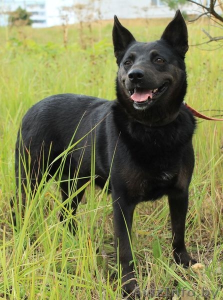 Очаровательная Мэгги - Изображение #4, Объявление #1505130