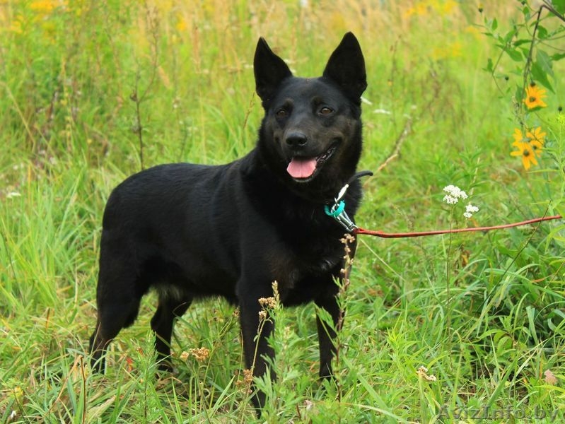 Очаровательная Мэгги - Изображение #3, Объявление #1505130