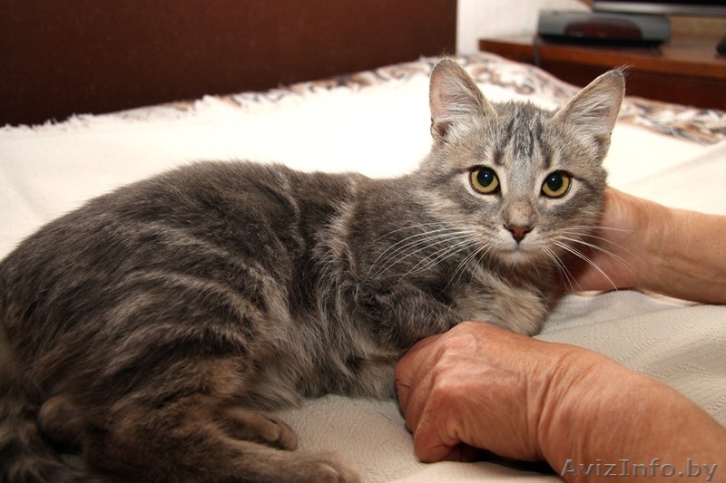 Кошечка Ксюша в добрые руки! - Изображение #3, Объявление #1509940