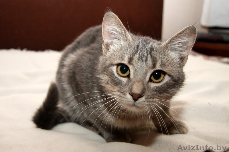 Кошечка Ксюша в добрые руки! - Изображение #4, Объявление #1509940