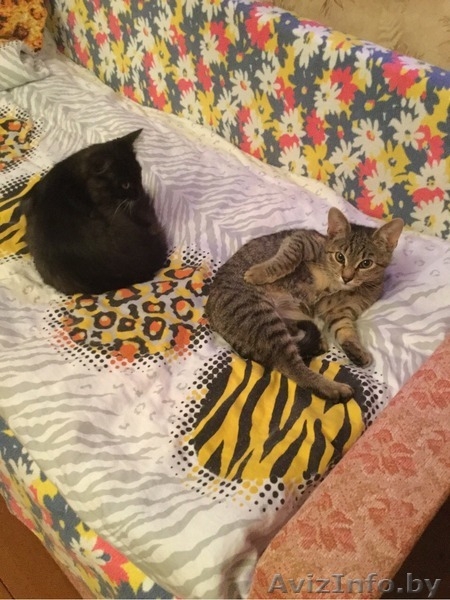 МИНСК.Отдадим котят в дар - Изображение #3, Объявление #1505005