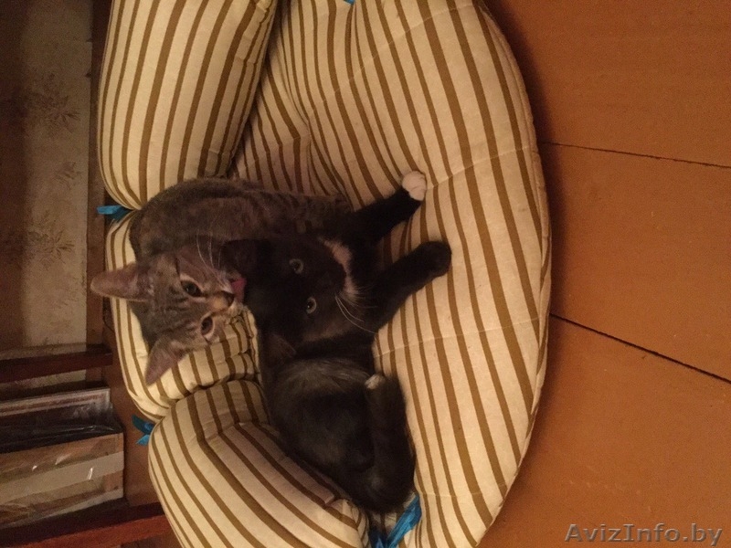 МИНСК.Отдадим котят в дар - Изображение #4, Объявление #1505005